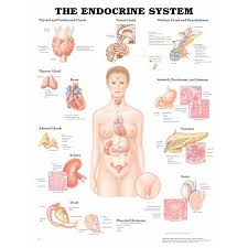 Endocrine System Anatomical Chart Model 1587790157 Each