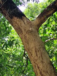 Image result for Sesbania keniensis