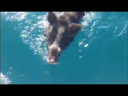 Cinghiale boasts a casual bustle in the enoteca (wine bar), and a comfortable elegance in the formal osteria (dining room). Incredibile Vanno A Pesca E Trovano Un Cinghiale Che Nuota Youtube
