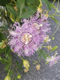 Pin By Phill Wilson On Blumen Passion Flower Flowers Dibles
