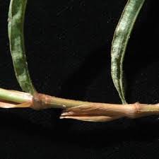 Image result for Persicaria strigosa