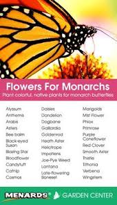 Plant Colorful Native Plants For Monarch Butterflies Read Full Article Http Www Menards Com Mai Butterfly Plants Monarch Butterfly Garden Butterfly Garden