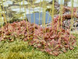 Image result for Droseraceae