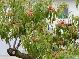 Buy british grown tree gifts online for delivery throughout the uk. How To Buy Fruit Trees 13 Steps With Pictures Wikihow