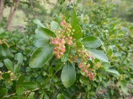 Image result for Searsia pentheri