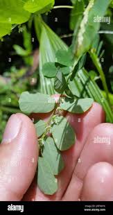 Image result for Phyllanthus macranthus