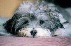 Hours may change under current circumstances 6 Best Havanese Breeders In Texas 2021 We Love Doodles