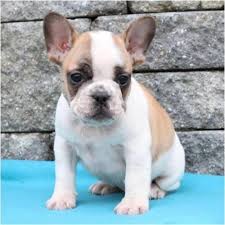 French bulldog puppies for sale in texas usa. French Bulldog Scam Please Beware For Sale In Marietta Ohio Classified Americanlisted Com