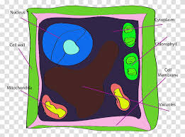 Animal cell vs plant cell unlabeled. Unlabeled Plant Cell Person Poster Advertisement Transparent Png Pngset Com