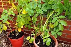 Maybe you would like to learn more about one of these? Potato Tops Turn Yellow What To Do And How To Treat