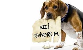 4 Ekim Hayvanlari Koruma Gunu Nedir Haklari Nelerdir