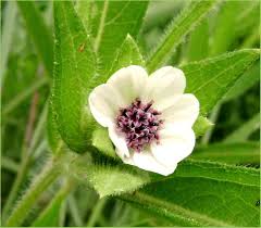 Image result for Aspilia kotschyi