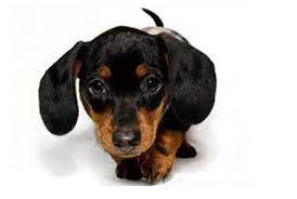 All non dapple boys over 12 weeks $5000 no kit 8454019530 Puppylove Doxie Love Daschund Puppies Dachshund Puppies Dachshund Puppy Miniature