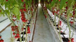 Commercial Hydroponics Systems Hydroponics Systems For Home School Office Restaurants Greenoponics