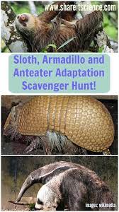 Sloth Armadillo And Anteater Adaptation Scavenger Hunt Animal Activities For Kids Activities For Autistic Children Mammals Activities