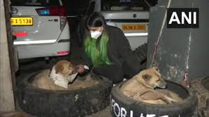 Towtector, ranch hand and more. Student In Northern India Getting It Done Herself Dog Beds For Strays Made Out Of Truck Tires Pics