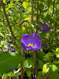 Image result for Thunbergia