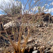 Image result for Euphorbia guerichiana