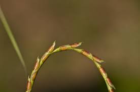 Image result for Coelorachis