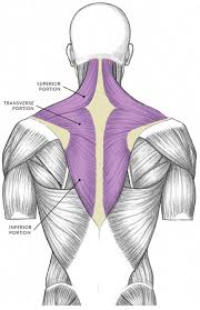 If you'd like to support us and get something great in return, check out our osce checklist booklet containing over 120 osce the latissimus dorsi is a broad, flat muscle that covers the entire lower back. Muscles Of The Neck And Torso Classic Human Anatomy In Motion The Artist S Guide To The Dynamics Of Figure Drawing