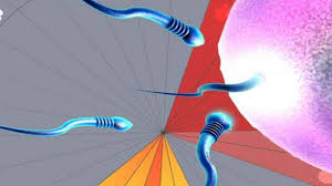 Mir macht es nur sorgen wegen der op, schieben will ich die auch nicht unnötig, warte schon seid 6 monaten auf den termin! Geplanter Verkehr Was Es Bringt Sex Rund Um Den Eisprung Zu Planen Babywunsch Com