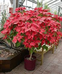 Pin On Dm Poinsettias