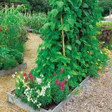 Wise Pairings Mother Earth News Planting Flowers Organic Gardening Tips Organic Vegetable Garden