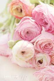 Saphirajj On Twitter Ranunculus Flowers Flowers Beautiful Flowers