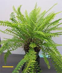 Image result for Nephrolepis