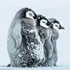 南極皇帝ペンギンが吹雪に寄り添う 写真 animals wildlife cute penguins