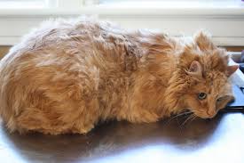 It can cause your cat pain and hide underlying medical problems. What Is Humane National Cat Groomers Institute