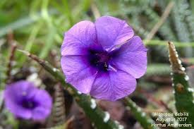 Image result for Monopsis