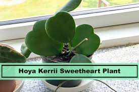Maybe you would like to learn more about one of these? Hoya Kerrii Sweetheart Plant Top Guide Taking Care And Tips Plants Spark Joy