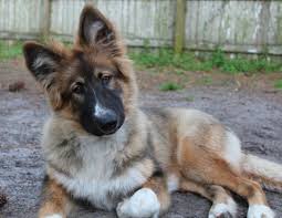 The dog should not be punished for what i feel was a human error as his regular handler was away and an unfortunate chain of circumstances led to the times of india news app for latest city news. German Shepherd And Indian Dog Mix Online Shopping