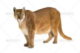 Puma 17 Years Puma Concolor Art Inspiration Painting Illustrations Kids White Background