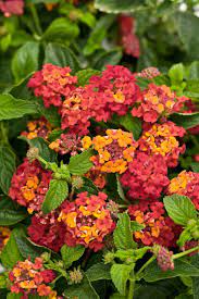 Lovely Lantana Reminds Me Of Late Summer Afternoons In North Florida Lantana Perennial Flowering Plants Florida Landscaping