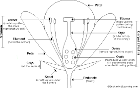 Two types of flowers are found: Flower Anatomy Printout Enchantedlearning Com