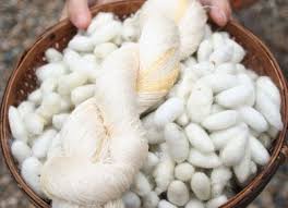 Kain yang terbuat dari serat binatang atau protein mempunyai sifat antara lain. 5 Bahan Serat Alam Dari Hewan Beserta Contoh Dan Manfaatnya