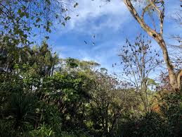 Today, biloela is a busy commercial and tourist hub, though it still retains that relaxed, country feeling. Camellia Gardens Flying Fox Camp Sutherland Shire Council