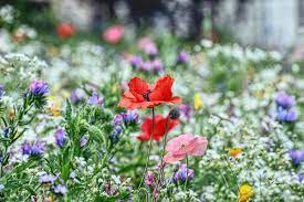 Ma non dobbiamo solo coltivare i fiori perché sono utili, in primo luogo i fiori sono belli e rallegrano l'ambiente, sia esso un orto, un balcone o un giardino. Curare L Orto Ed Il Giardino Seguendo Il Ciclo Lunare A Settembre Hobbydonna It