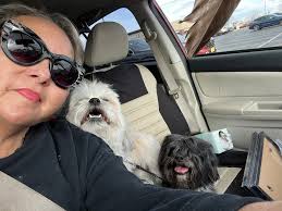 Missing pets Ty and Gizmo in Albuquerque area