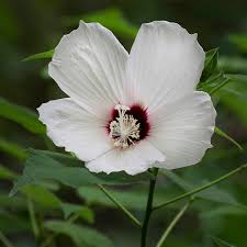 Image result for Hibiscus physaloides