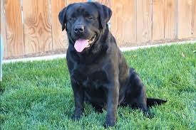 Akc yellow & white labrador puppies. Pin On Labrador Retriever