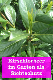 Kirschlorbeer etna weiß höhe ca. Kirschlorbeer Etna Fur Eine Blickdichte Hecke Gartenbob De Der Garten Ratgeber