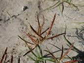Image result for Cyperus amabilis