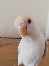 Albino Muhabbet Kusumun Cinsiyeti Nedir