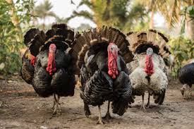 Visul în care apare și puiul tău este o transpunere a subconștientului referitoare la stare de bine. Interpretare Vis In Care Apare Un Curcan Dreamgeek Ro