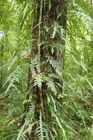 Image result for Microsorum scandens