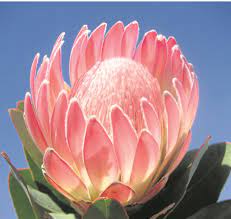 Nb proteas womens pink jersey, only available at selected stores. Of Proteas And Pincushions News24