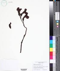 Image result for Nesogenes madagascariensis